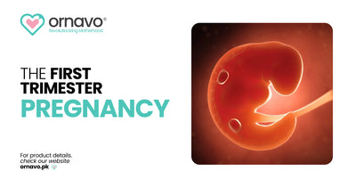 The First Trimester of Pregnancy: Let’s learn everything about it.